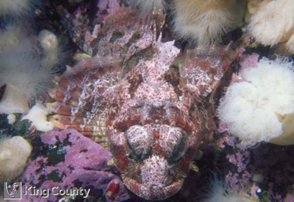 Photo of Red Irish Lord - Hemilepidotus hemilepidotus