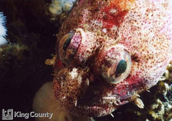 Photo of Red Irish Lord - Hemilepidotus hemilepidotus