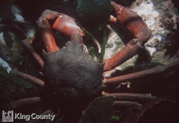 Photo of Kelp Crab - Pugettia producta