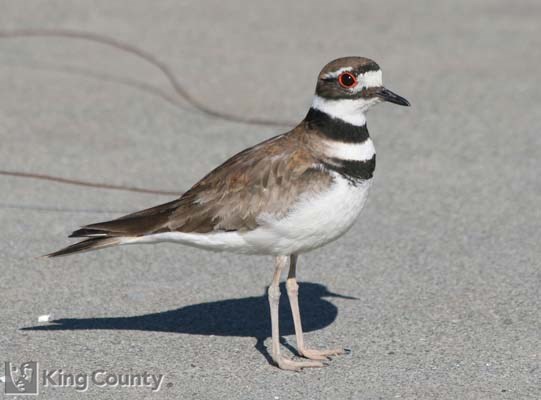 Photo of Killdeer - Charadrius vociferus