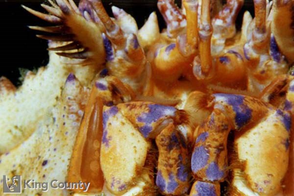 Photo of King Crab - Lopholithodes mandtii