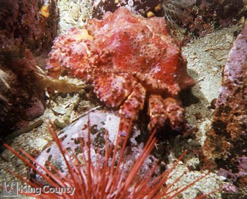 Photo of King Crab - Lopholithodes mandtii