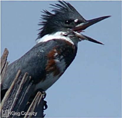 Photo of Belted Kingfisher - Megaceryle alcyon