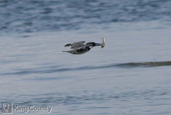 Photo of Kingfisher - Megaceryle alcyon