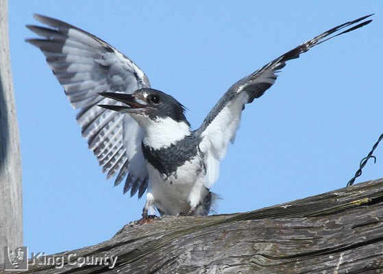 Photo of Megaceryle alcyon