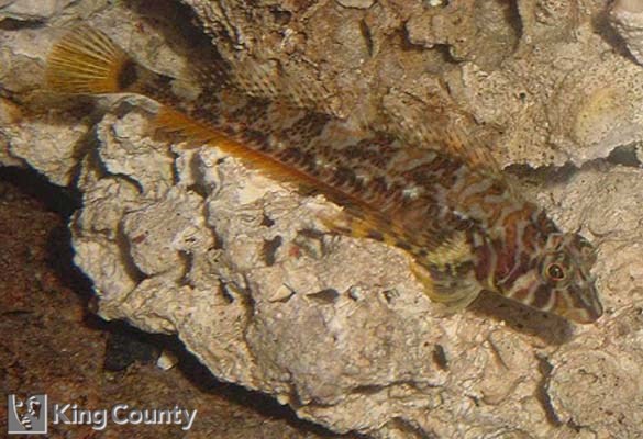 Photo of Longfin Sculpin - Jordana zonope