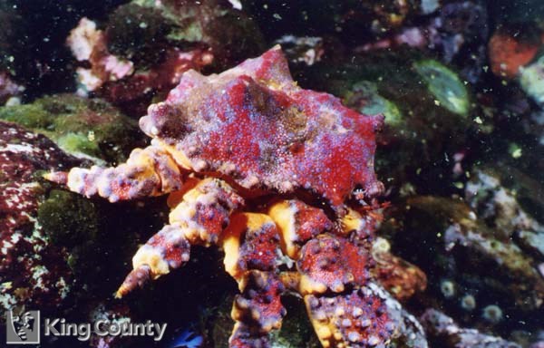 Photo of Puget Sound King Crab - Lopholithodes mandtii