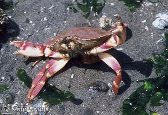 Photo of Slender Crab - Metacarcinus gracilis