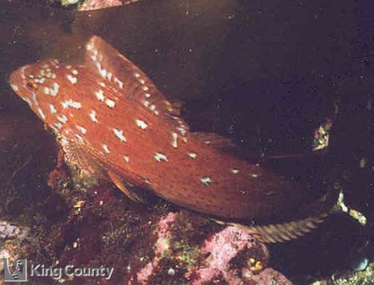 Photo of Kelp Greenling - Hexagrammos decagrammus