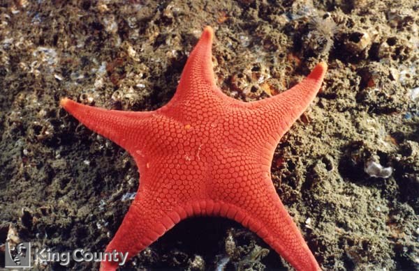 Photo of Red Sea Star - Mediaster aequalis