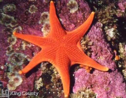 Photo of Red Sea Star - Mediaster aequalis