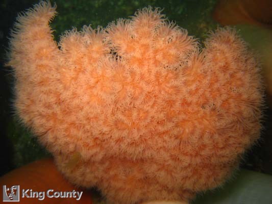 Photo of Anemone - Metridium farcimen