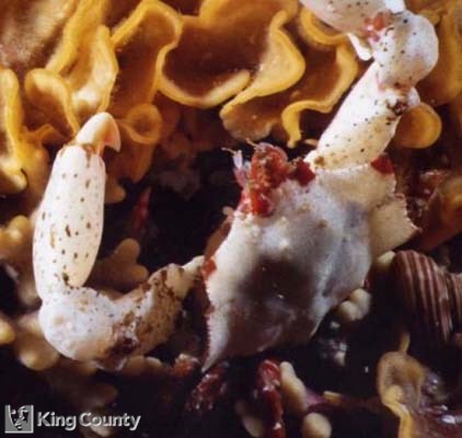 Photo of Foliate Kelp Crab - Mimulus foliatus