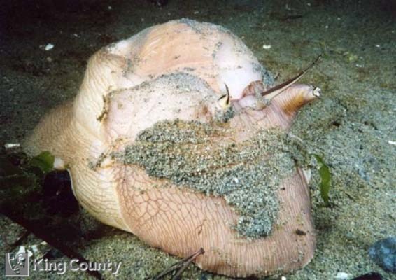 Photo of Moon Snail - Euspira lewisii