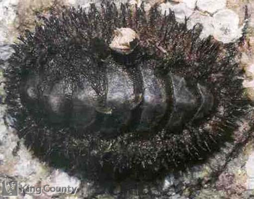 Photo of Mossy Chiton - Mopalia muscosa
