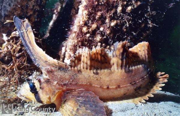 Photo of Sailfin Sculpin - Nautichthys oculofascistus
