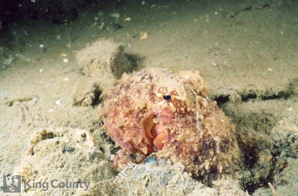 Photo of Red Octopus - Octopus rubescens