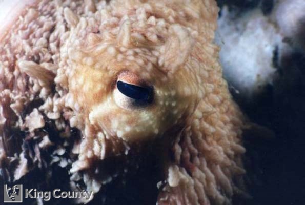 Photo of Giant Pacific Octopus - Enteroctopus dofleini