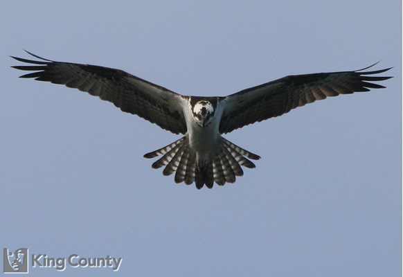 Photo of Pandion haliaetus