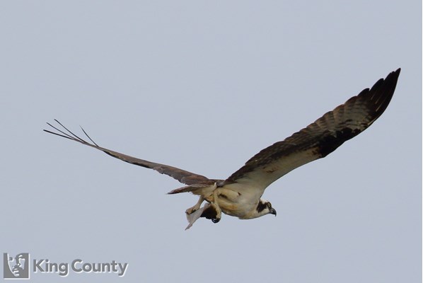 Photo of Pandion haliaetus
