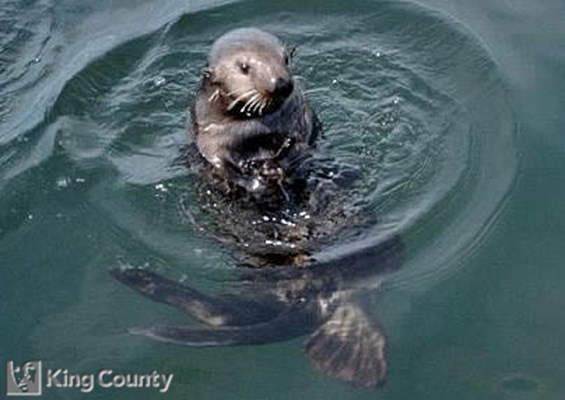 Photo of Sea Otter - Enhydra lutris