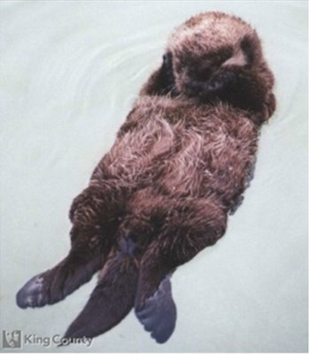 Photo of Sea Otter - Enhydra lutris
