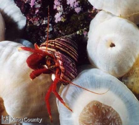 Photo of Hermit Crab - Pagurus hemphilli