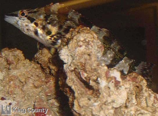 Photo of Painted Greenling - Oxylebius pictus