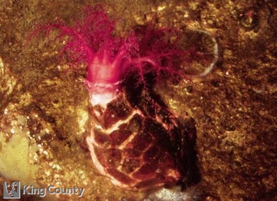 Photo of Pedal Sea Cucumber - Psolus chitonoides