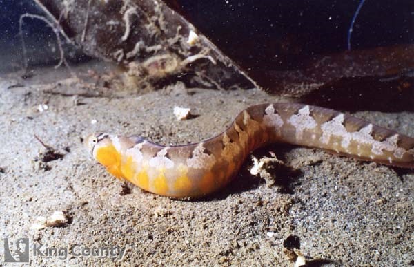 Photo of Crescent Gunnel - Pholis laeta