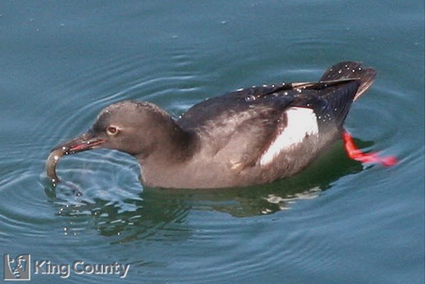 Photo of Pigeon Guillemot With A Gunnel In Its Mouth - Cepphus columba