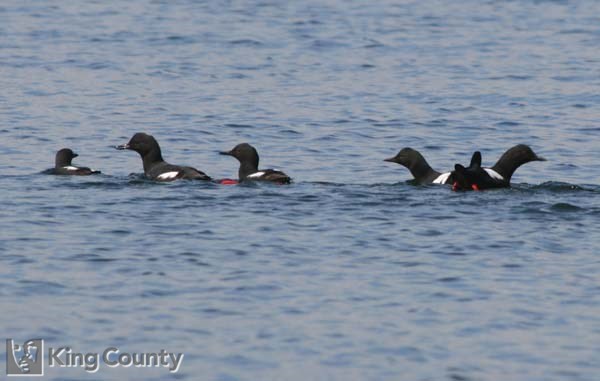 Photo of Pigeon Guillemots - Cepphus columba