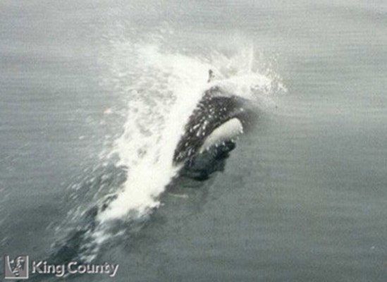 Photo of Dall's Porpoise - Phocoenoides dalli