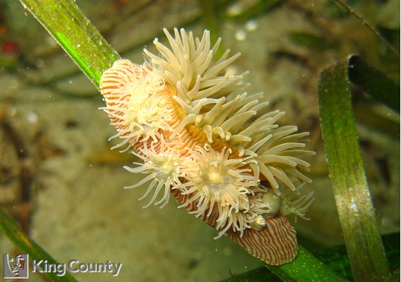 Photo of Epiactis prolifera