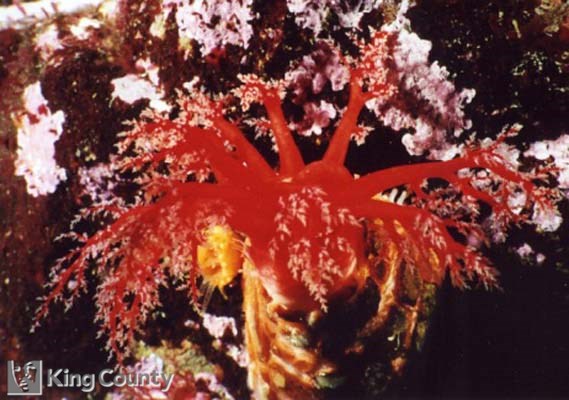 Photo of Slipper Sea Cucumber - Psolus chitonoides