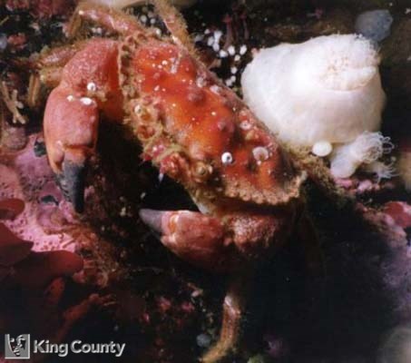 Photo of Pygmy Rock Crab - Cancer oregonensis