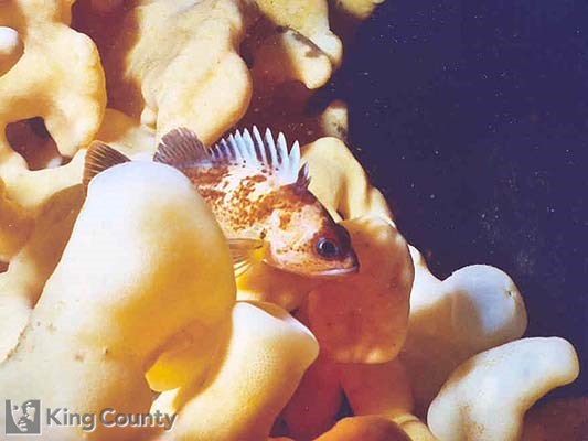 Photo of Quillback Rockfish - Sebastes maliger