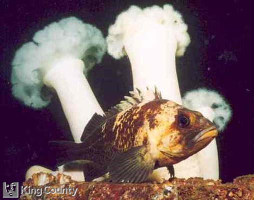 Photo of Quillback Rockfish - Sebastes maliger