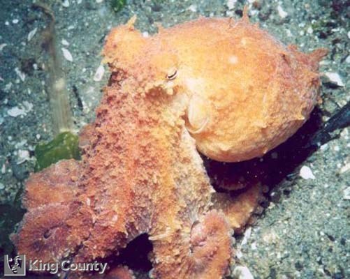 Photo of Red Octopus - Octopus rubescens