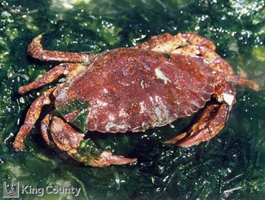 Photo of Red Rock Crab - Cancer productus