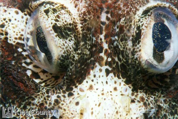 Photo of Red Irish Lorad - Hemilepidotus hemilepidotus