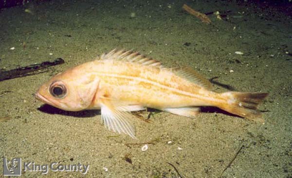 Photo of Redstripe Rockfish - Sebastes proriger