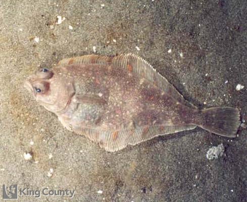 Photo of Rock Sole - Pleuronectes bilineatus