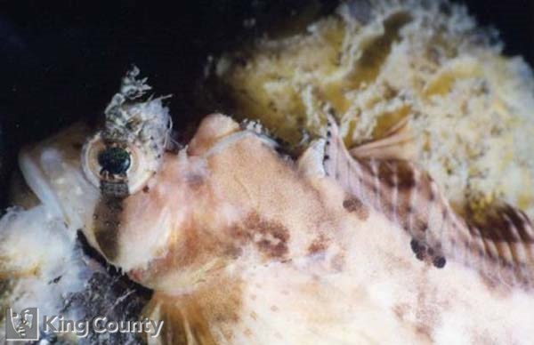 Photo of Sailfin Sculpin - Nautichthys oculofascistus