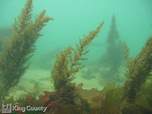 Photo of Sargassum muticum
