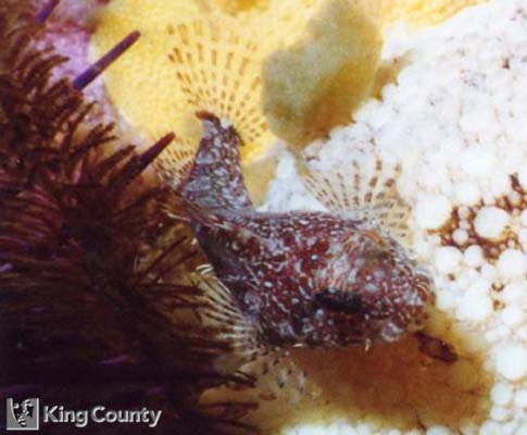 Photo of Scalyhead Sculpin - Artedius harringtoni