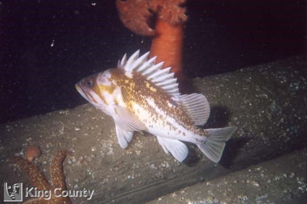 Photo of Copper Rockfish - Sebastes caurinus