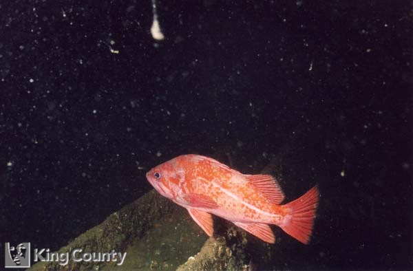 Photo of Canary Rockfish - Sebastes pinniger