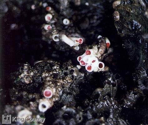 Photo of Serpulid Worm Tubes - Serpula columbiana