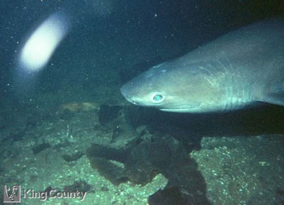 Photo of Six Gilled Shark - Hexanchus griseus